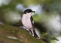 Pied Flycatcher