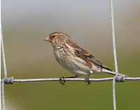 Twite
