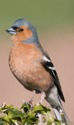 Chaffinch showing growths on left leg by John Harding