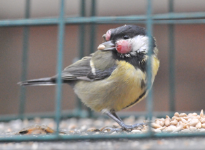 Great Tit by John Ambler Great Tit by John Ambler
