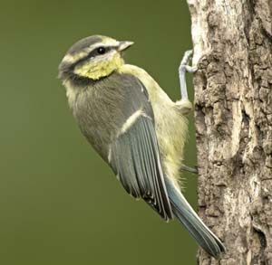 Juvenile Blue Tit, by John Harding