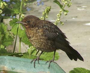 Juvenile Blackbird, by Josie Latus