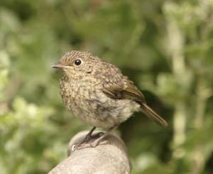 Juvenile Robin, by John Proudlock