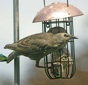 Juvenile Starling, by Christine Matthews