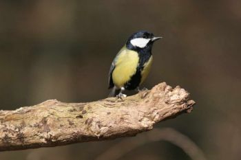 Great Tit (Mark R Taylor)