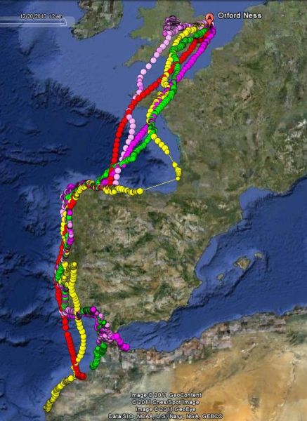Outward migration 2010 (individuals in different colours).
