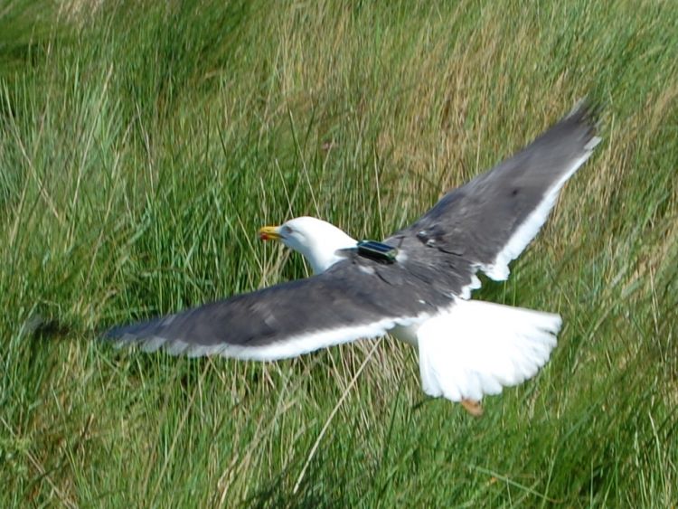 Newly tagged gull. Photograph by Niall Burton.