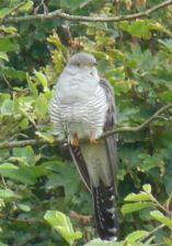 Martin the Cuckoo