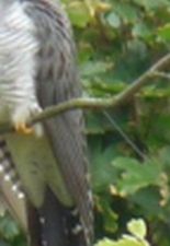 Close up of aerial