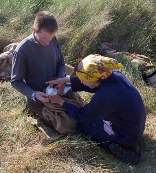 Gull tagging. Photograph by David Crawshaw.