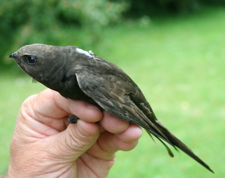 Tagged Swift (photo Paul Stancliffe)