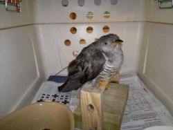 Idemili when she was first taken into Wildlife Aid