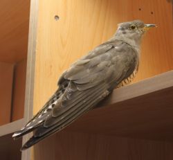Idemili on a trial flight around the office at Wildlife Aid