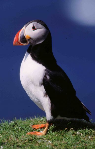 Puffin  (Derek Belsey, Cliff Reddick)