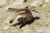 Little Ringed Plover by Adrian Drummond-Hill
