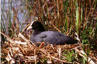 Coot by Geoge Higginbotham