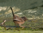 Dartford Warbler. Photograph by Jill Pakenham