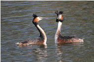 Great Crested Grebes by Jill Pakenham