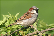 House Sparrow by John Harding