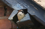House Sparrow by John Harding