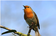 Robin by John Harding