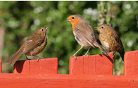 Robins by John Harding