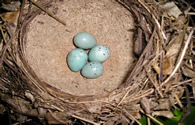 Song Thrush nest by Simon Thurgood