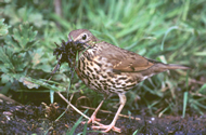Song Thrush by Tommy Holden