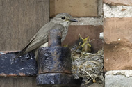 Spotted Flycatcher by John Harding