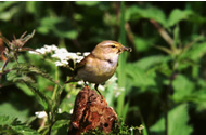 Willow Warbler by Glenn Bishton