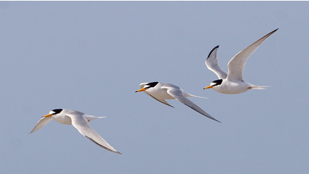 Little Tern by Sean Gray www.grayimages.co.uk