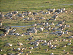 Pink-footed Geese by Dawn Balmer