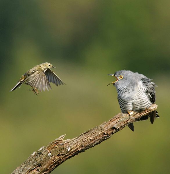 Cuckoo mobbed by Meadow Pipit by Edmund Fellowes