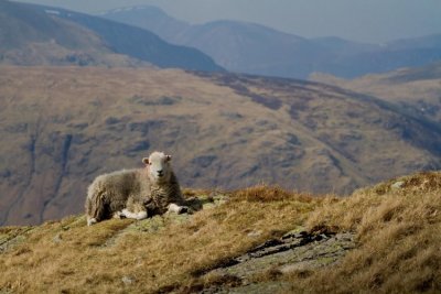 A ewe enjoying the view, by Ben Darvill